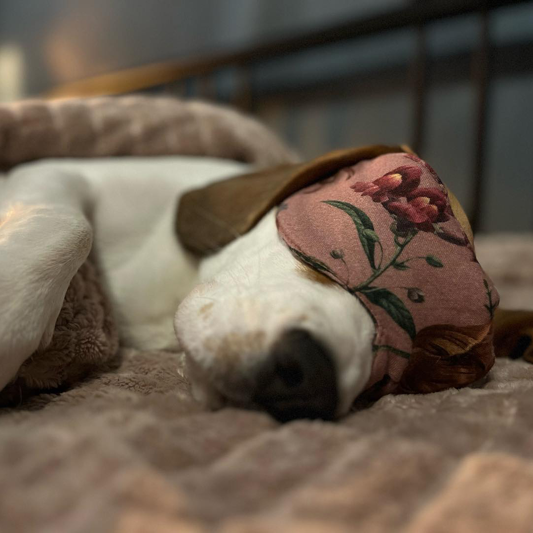 Paws 'N' Board Pet Boarding Center decorative photo.