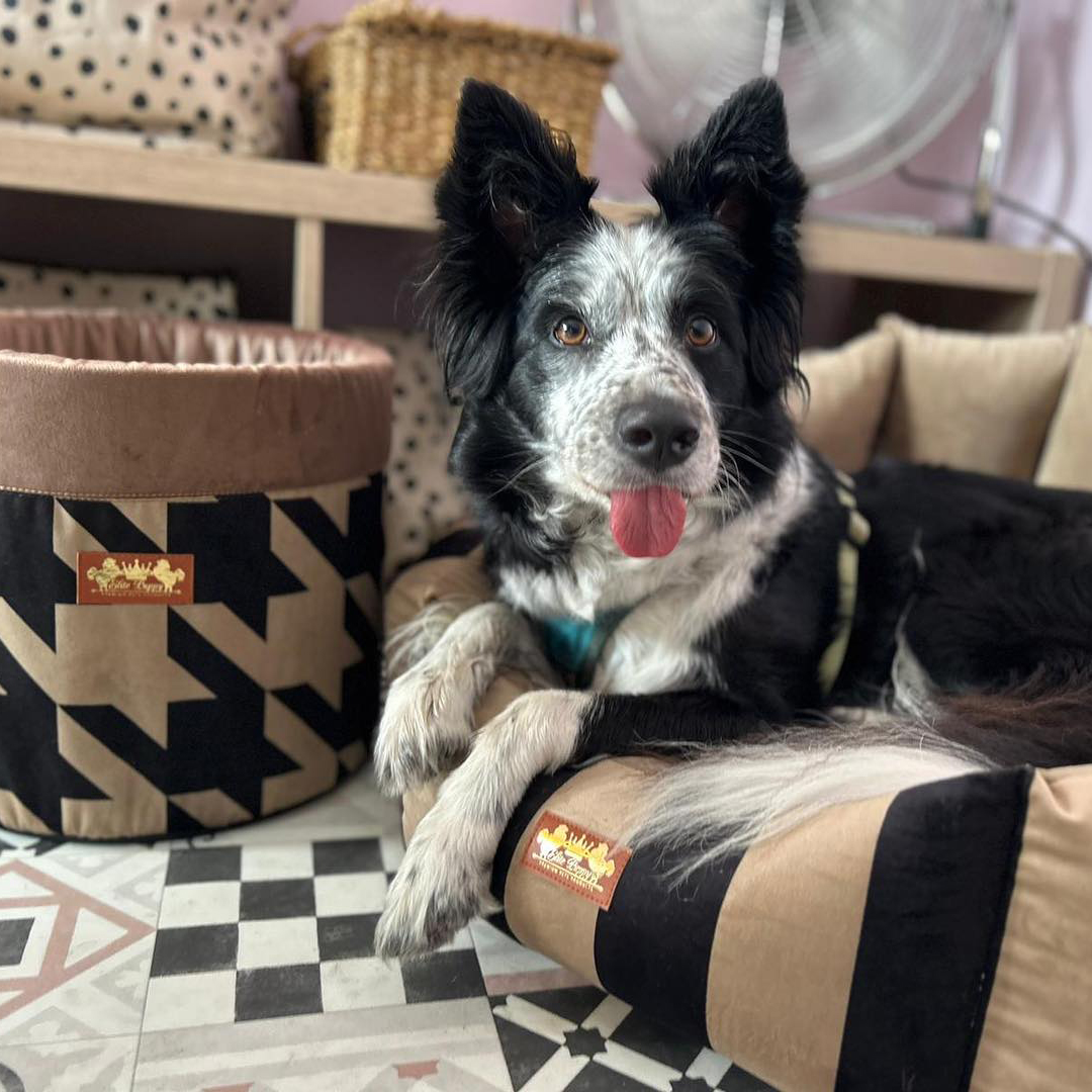 Paws 'N' Board Daycare Center decorative photo.