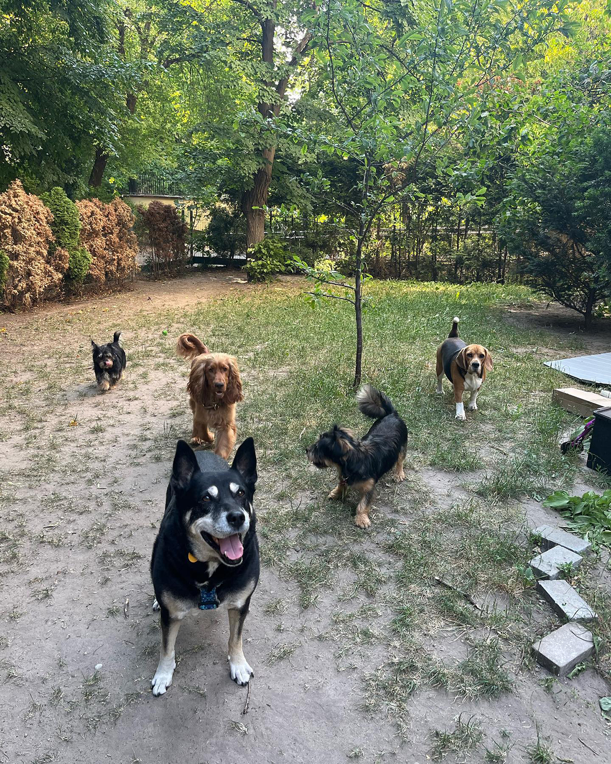 Paws 'N' Board beautiful garden photo.