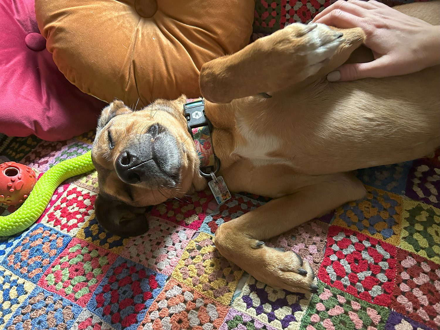 Paws 'N' Board Pet Boarding Center photo.