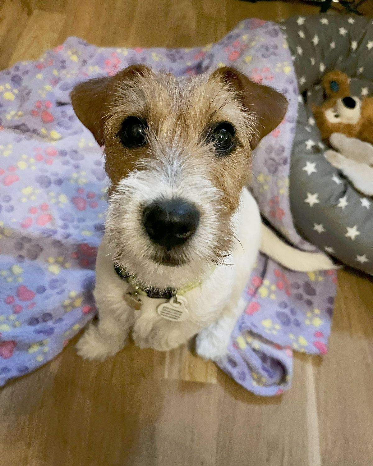 Paws 'N' Board Pet Boarding Hotel photo.