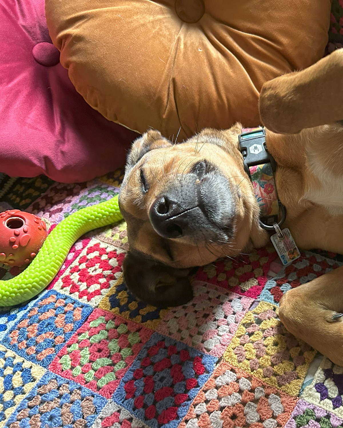 Paws 'N' Board Pet Boarding Center photo.