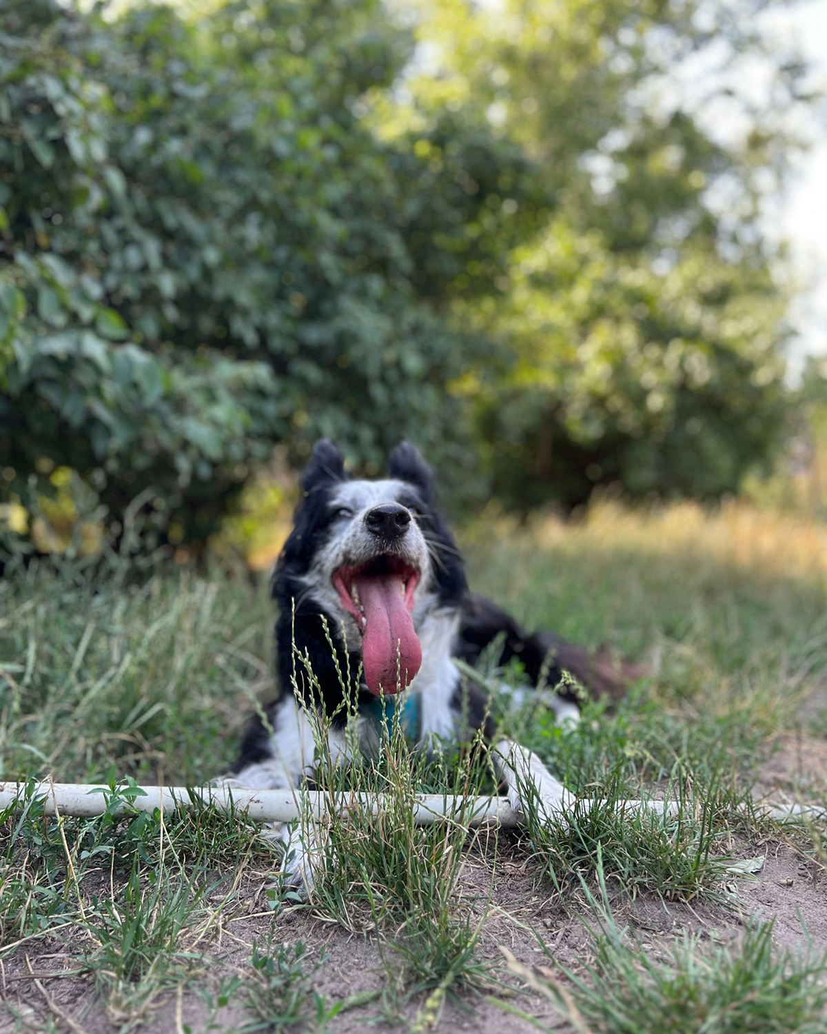 Paws 'N' Board Pet dog walking photo.