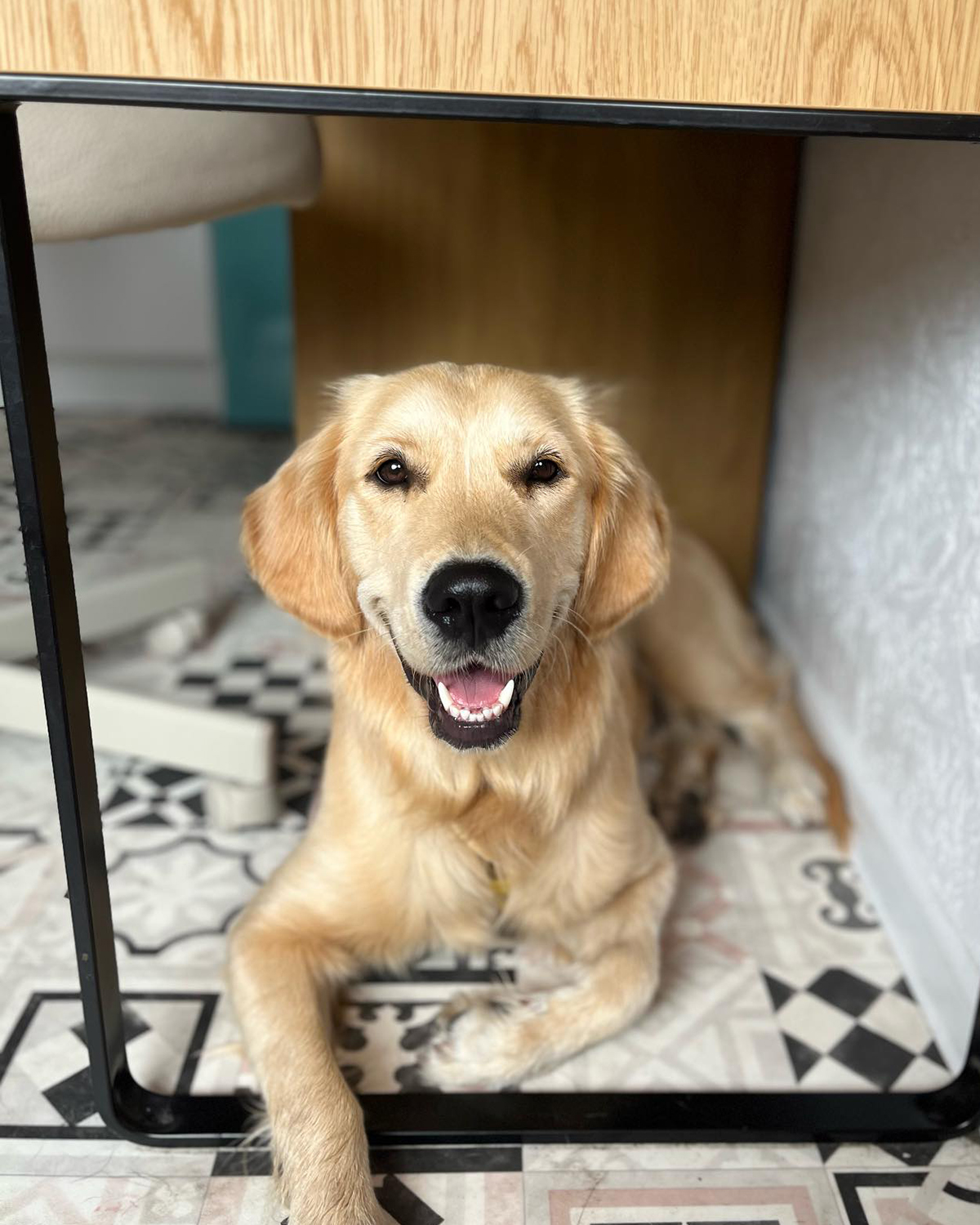 Paws 'N' Board Daycare Center photo.