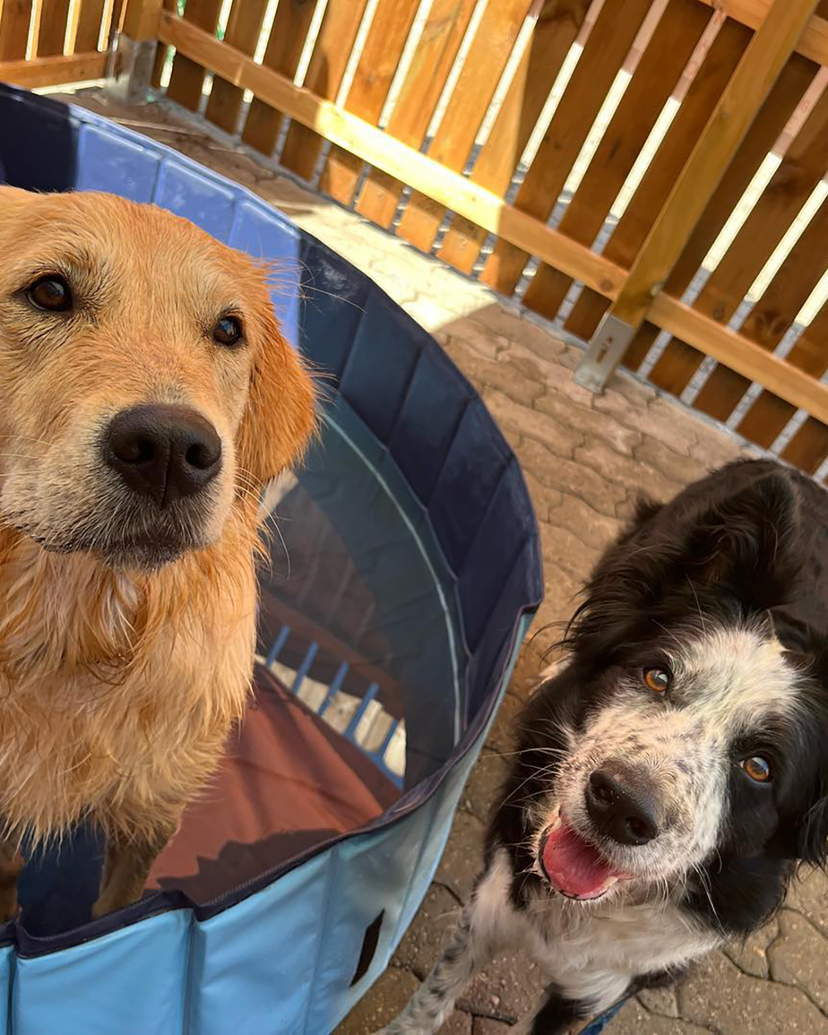 Paws 'N' Board Daycare Center photo.