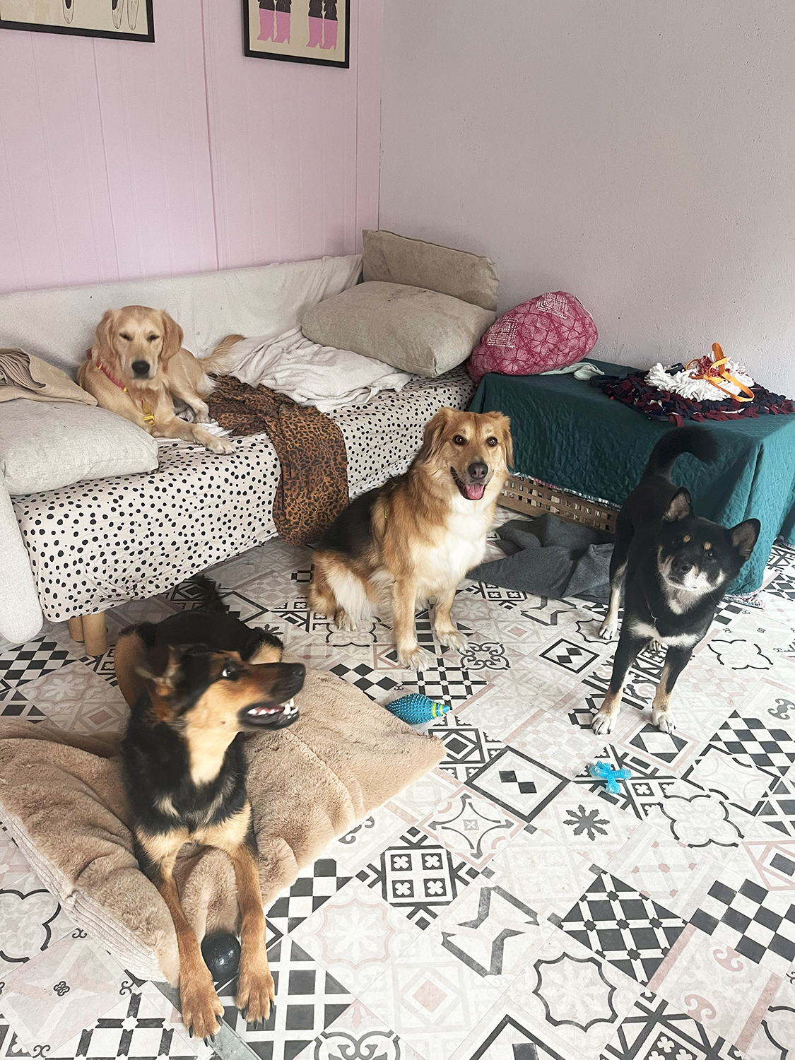 Paws 'N' Board Pet Daycare Center photo.