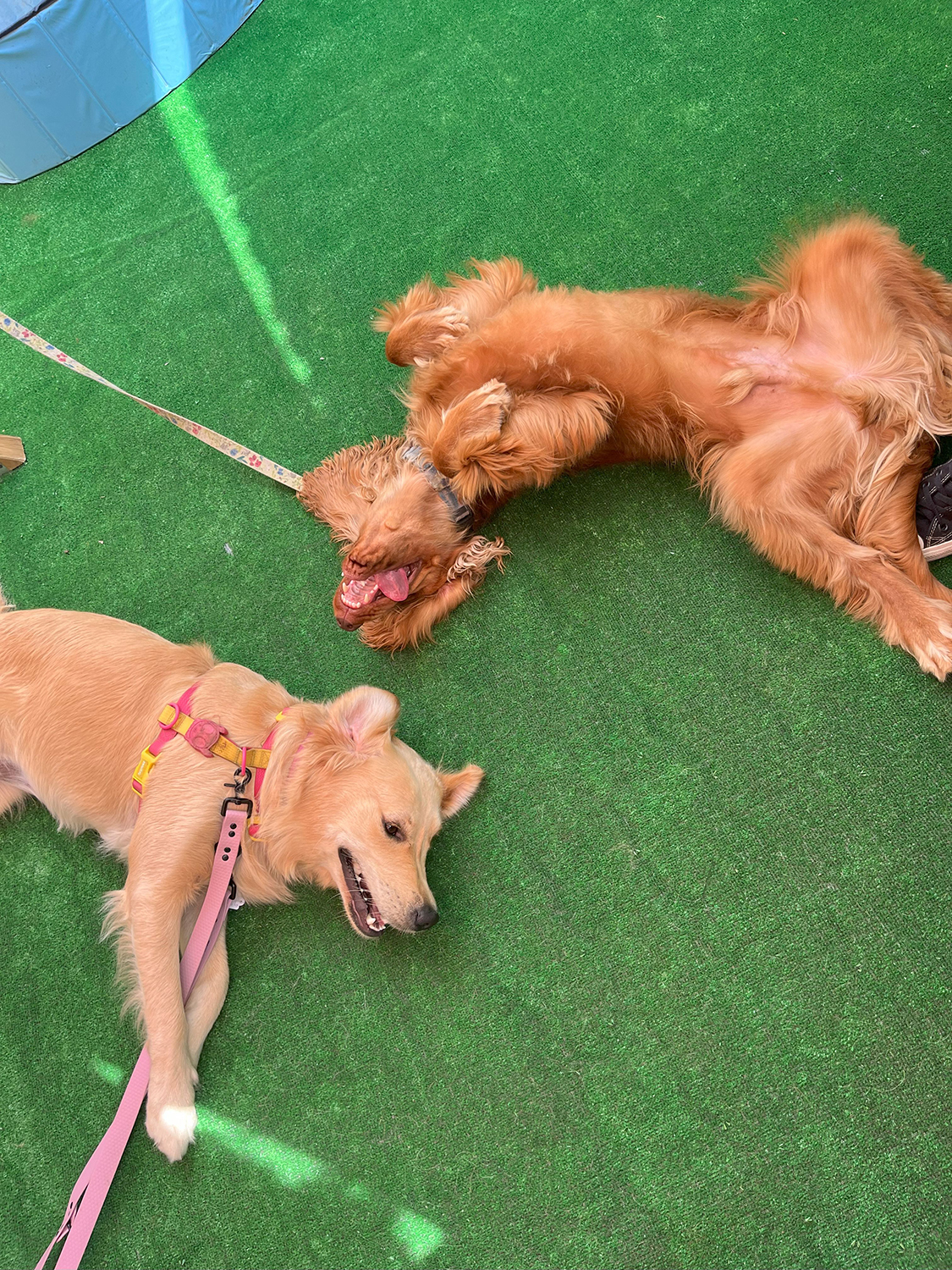 Paws 'N' Board Daycare Center photo.