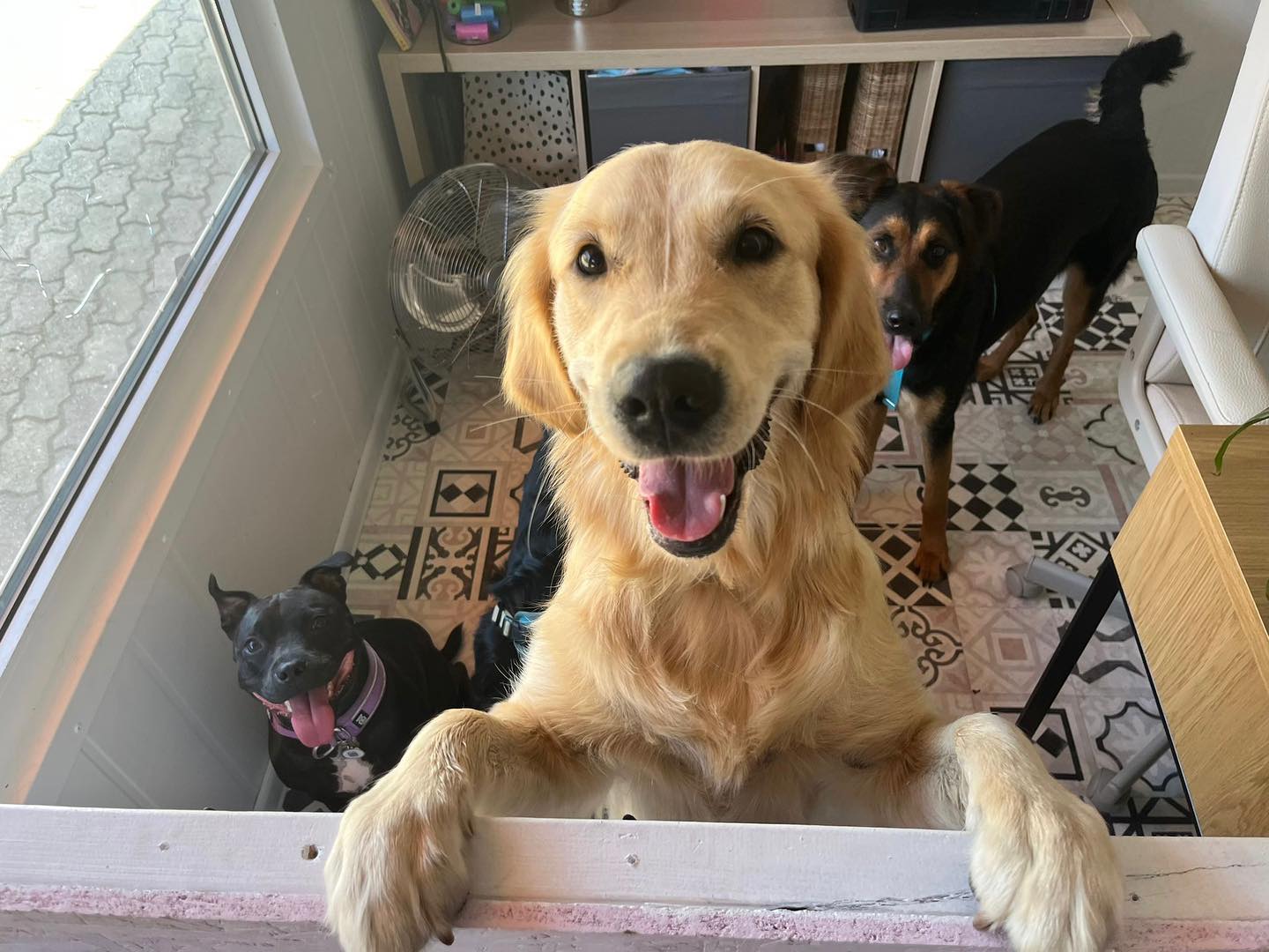 Photo showing inside of Paws "N' Board Warsaw Zoliborz pet care daycare center.