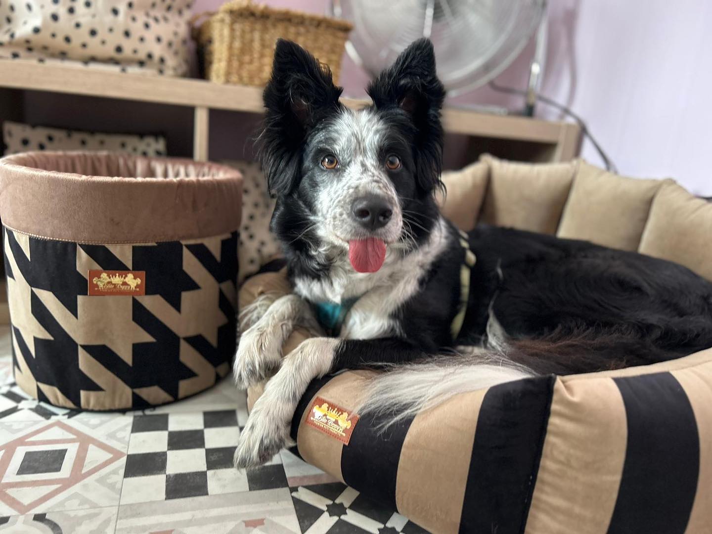 Photo showing inside of Paws "N' Board Warsaw Zoliborz pet care daycare center.