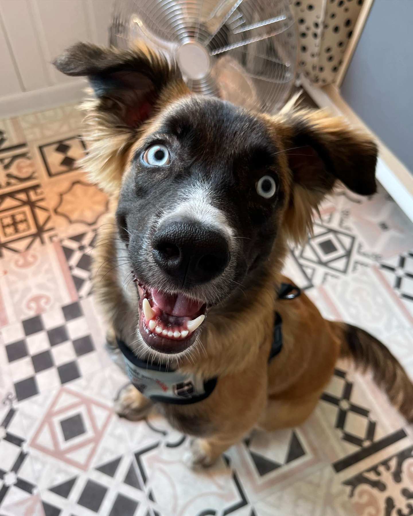 Photo showing inside of Paws "N' Board Warsaw Zoliborz pet care daycare center.
