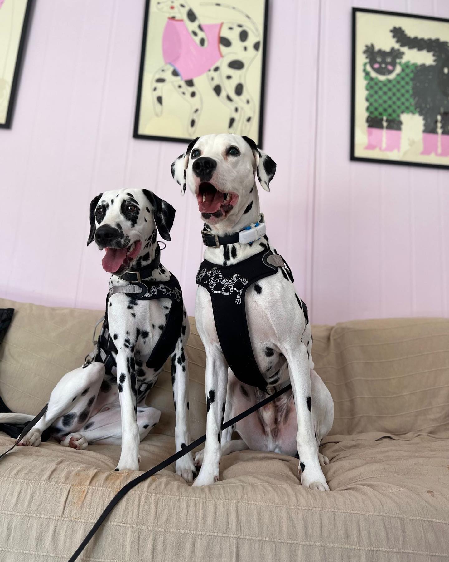 Photo showing inside of Paws "N' Board Warsaw Zoliborz pet care daycare center. In the photo there is a happy toy puddle.