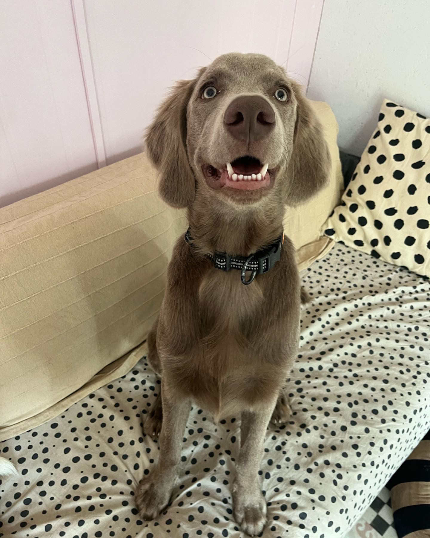 Photo showing inside of Paws "N' Board Warsaw Zoliborz pet care daycare center.