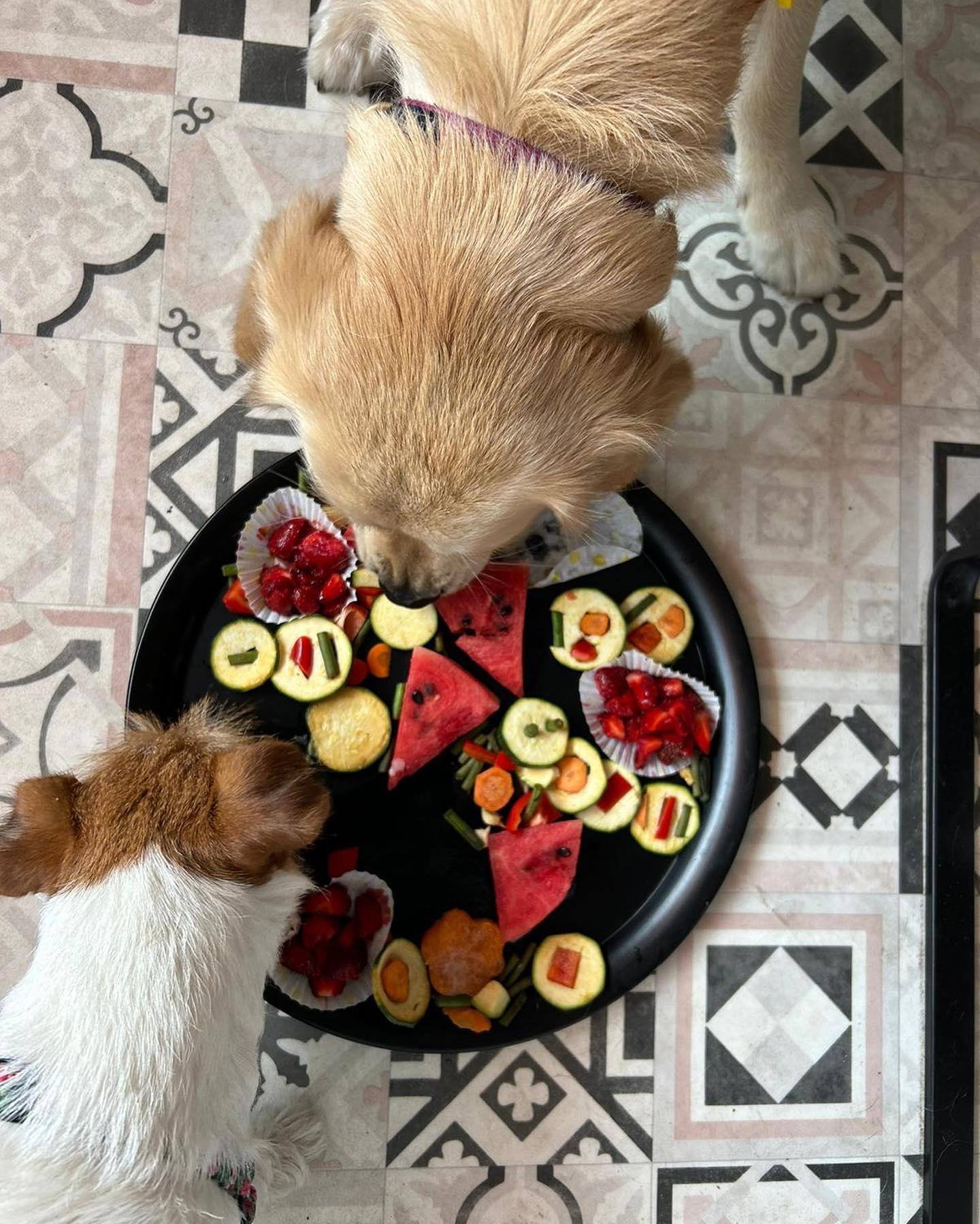 Photo showing inside of Paws "N' Board Warsaw Zoliborz pet care daycare center. In the photo there is a happy toy puddle. Home cooked meals.