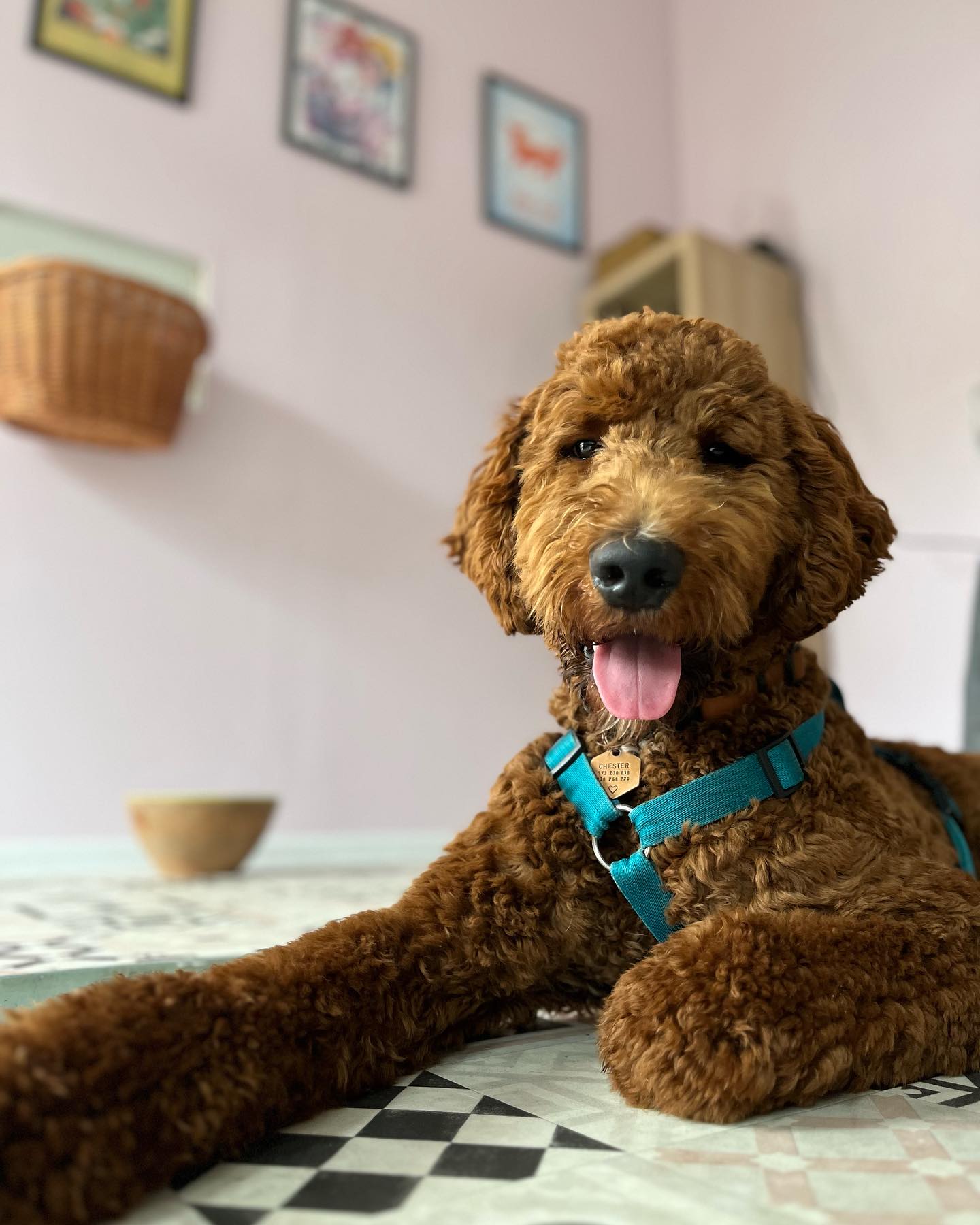 Photo showing inside of Paws "N' Board Warsaw Zoliborz pet care daycare center. In the photo there is a happy dog.