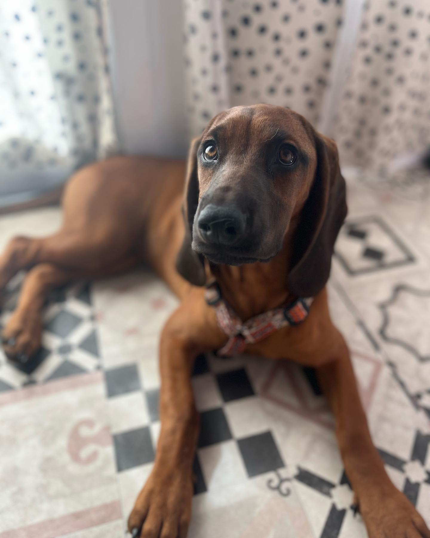 Photo showing inside of Paws "N' Board Warsaw Zoliborz pet care daycare center.