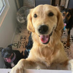 Very happy golden retriever and his two furry friends in Paws 'N' Board Day Center