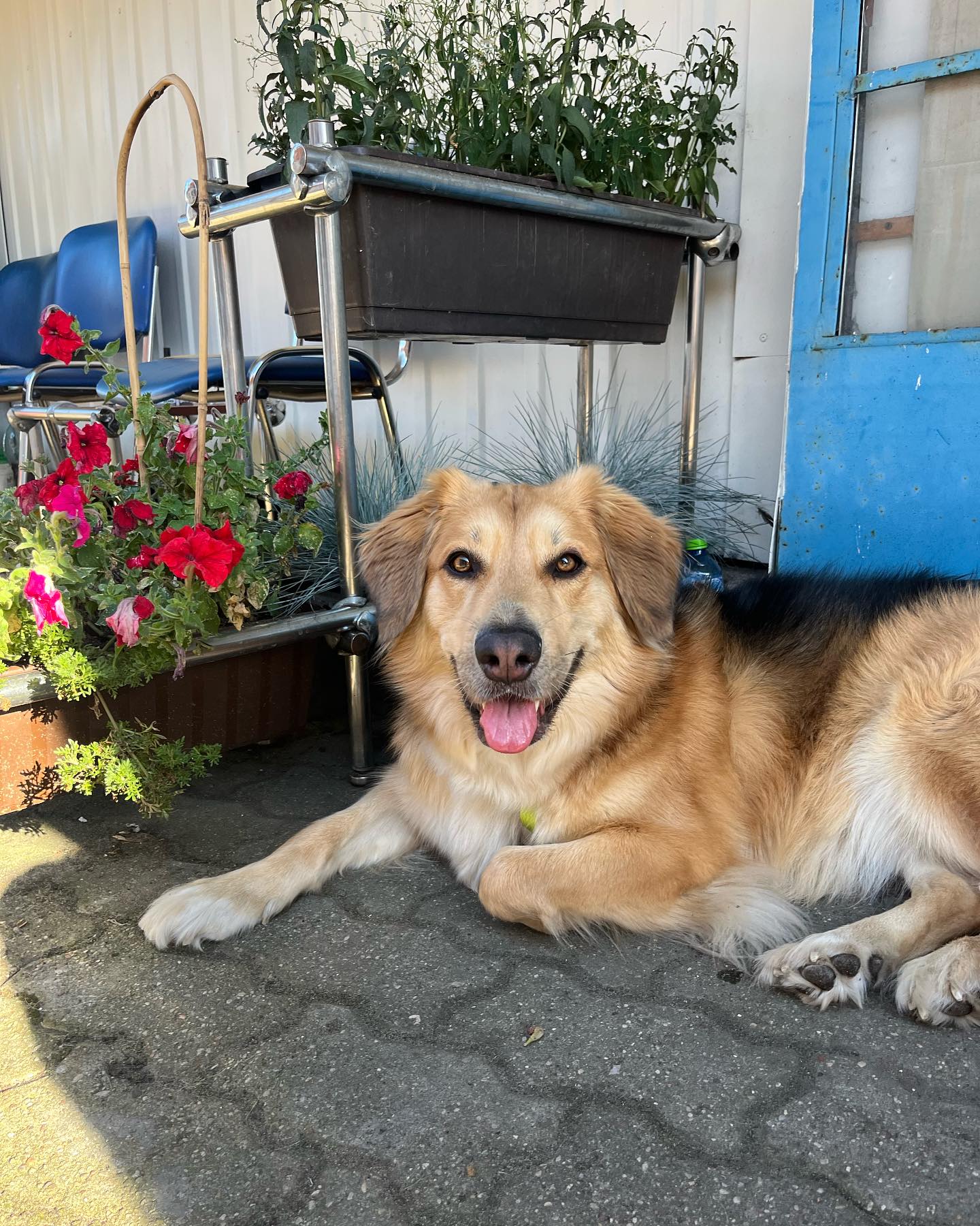 Photo showing otside of Paws "N' Board Warsaw Zoliborz pet care daycare center. In the photo there is a happy dog and doggy pool.