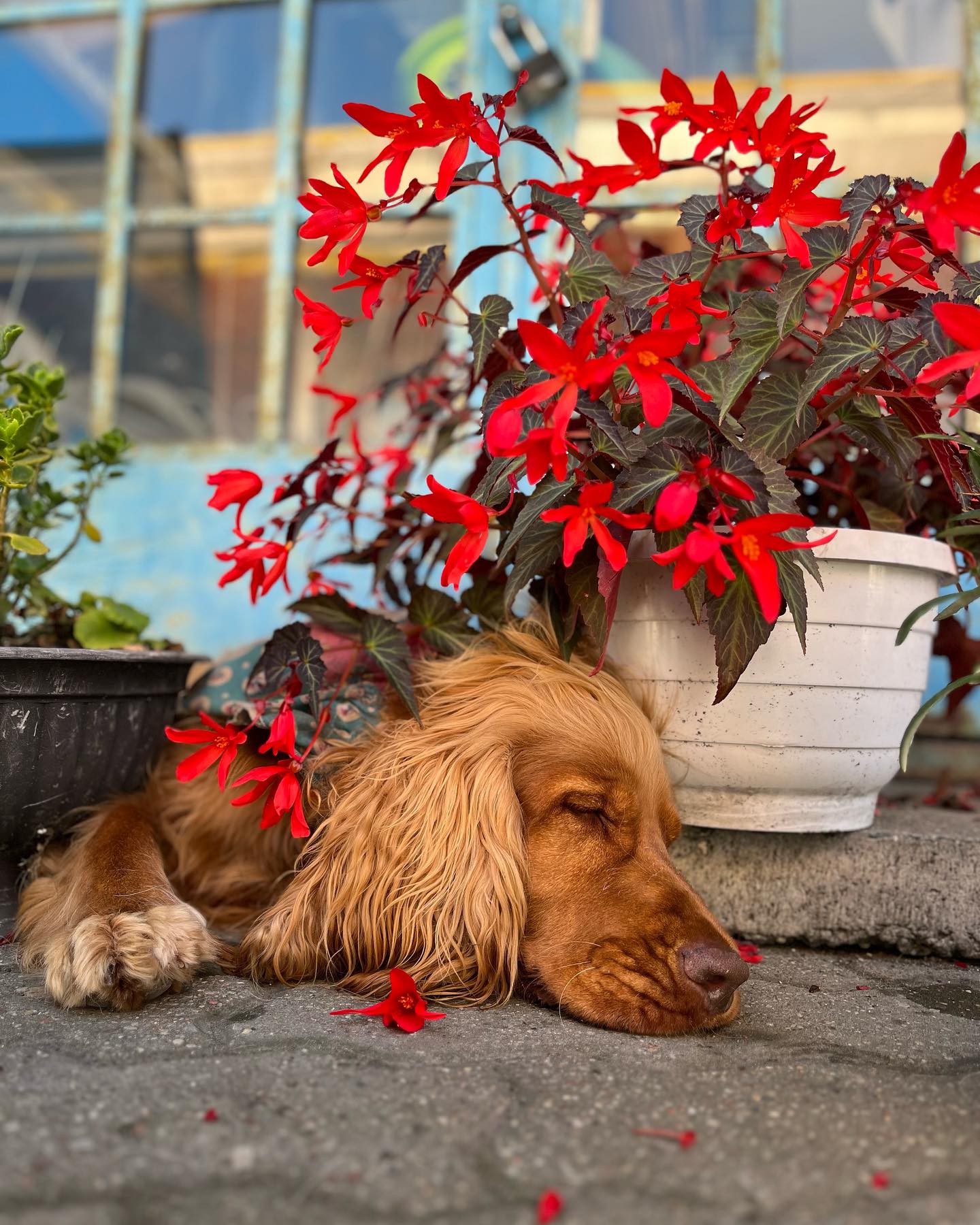 Photo showing otside of Paws "N' Board Warsaw Zoliborz pet care daycare center. In the photo there is a happy dog and flowers