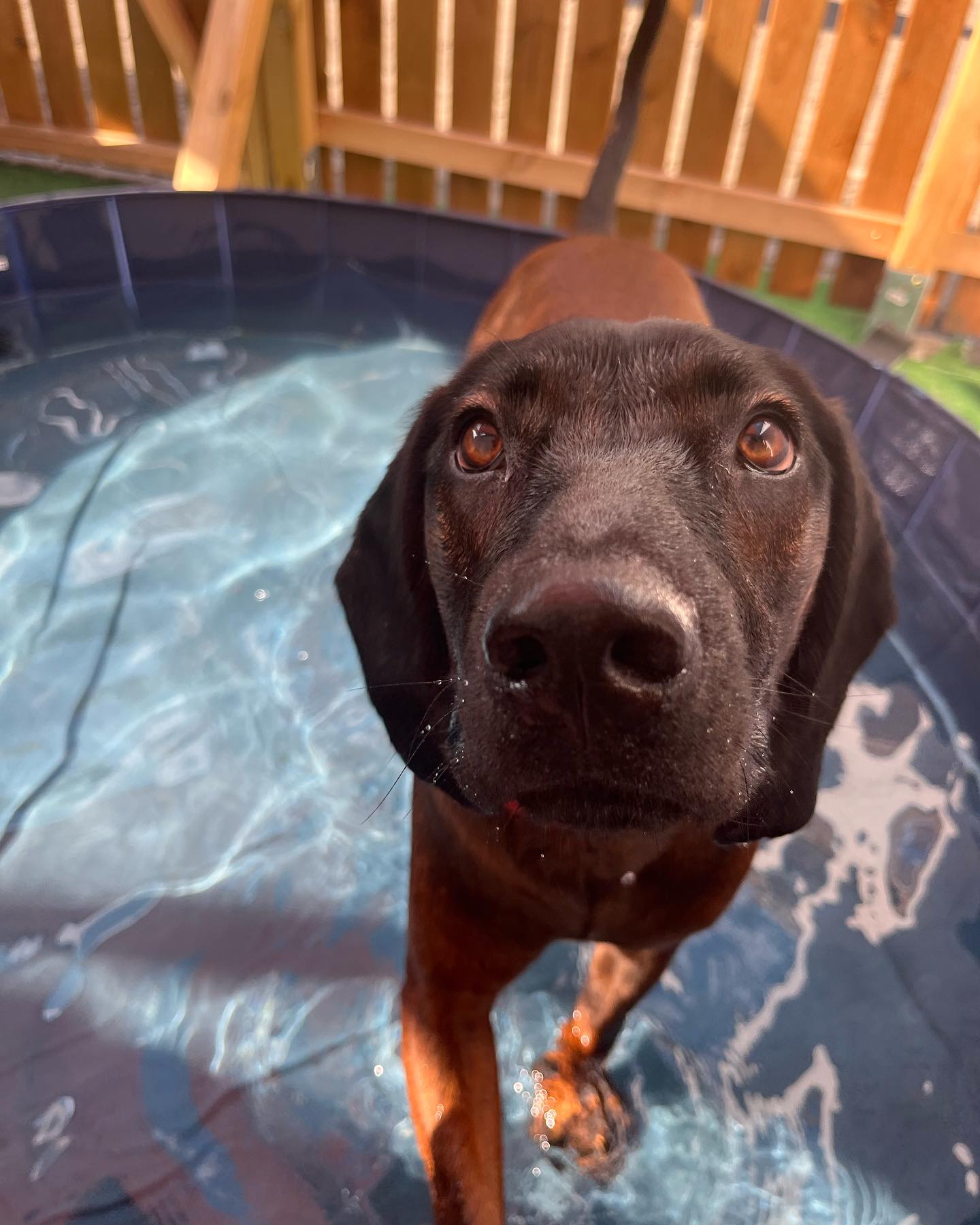 Photo showing otside of Paws "N' Board Warsaw Zoliborz pet care daycare center. In the photo there is a happy dog and doggy pool.