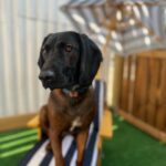 Photo showing otside of Paws "N' Board Warsaw Zoliborz pet care daycare center. In the photo there is a happy dog and doggy pool.