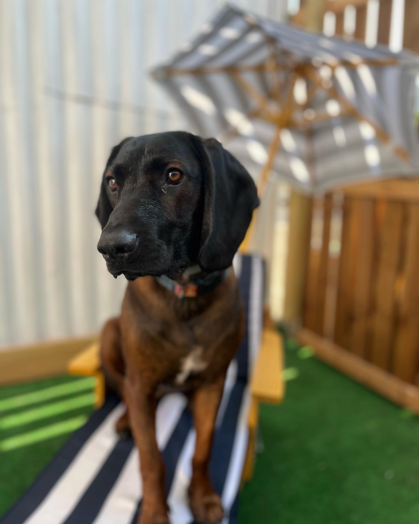 Photo showing otside of Paws "N' Board Warsaw Zoliborz pet care daycare center. In the photo there is a happy dog and doggy pool.