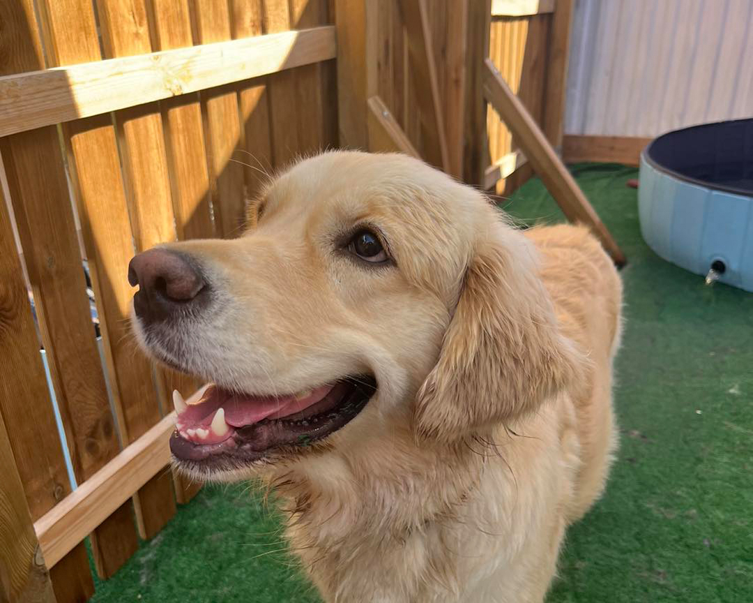 Photo showing otside of Paws "N' Board Warsaw Zoliborz pet care daycare center. In the photo there is a happy dog and doggy pool.
