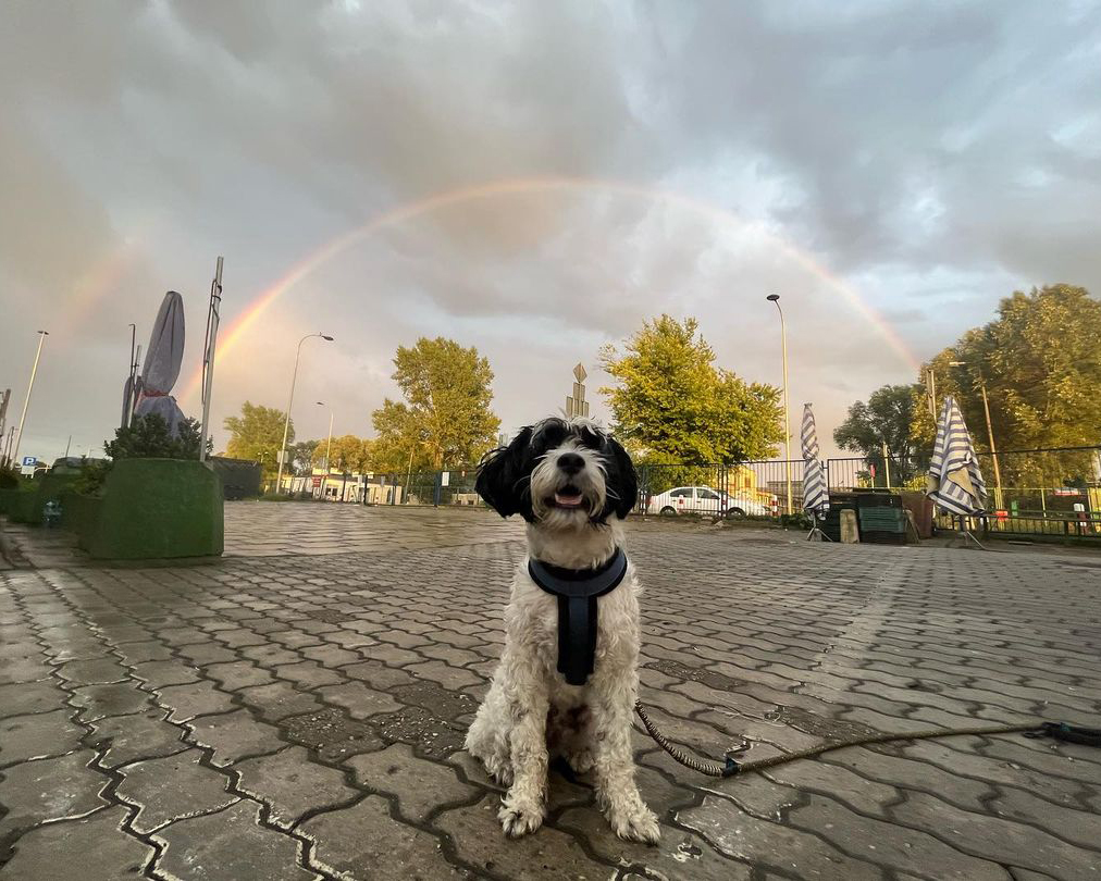 Photo showing outside of Paws "N' Board Warsaw Zoliborz pet care daycare center. In the photo there is a happy dog and a rainbow.